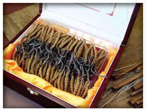 锦州冬虫夏草回收